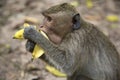 Monkey in Angkor, Cambodia