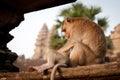 Monkey at Angkor in Cambodia Royalty Free Stock Photo