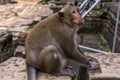 Angkor Wat monkey