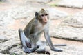 Angkor Wat monkey