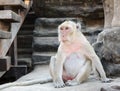 Monkey at Angkor Royalty Free Stock Photo