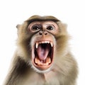 The monkey is angry, growls, shows big teeth, fangs, isolated on white