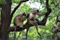 Monkey animal mating and daily activities on the branch of the tree background blur in tropical rainforest