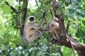 Monkey animal mating and daily activities on the branch of the tree background blur in tropical rainforest
