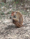 Monkey in anuradapura
