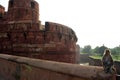 A monkey around the entrance around the mighty red Agra Fort, th Royalty Free Stock Photo