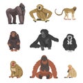 Monkey as Arboreal Primate and Simian Mammal Vector Set Royalty Free Stock Photo