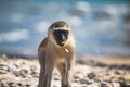 Monkey as a pet playing at the beach of Indian ocean in Mozambique Royalty Free Stock Photo