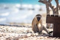 Monkey as a pet playing at the beach of Indian ocean in Mozambique Royalty Free Stock Photo