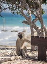 Monkey as a pet playing at the beach of Indian ocean in Mozambique Royalty Free Stock Photo