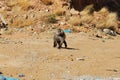 The monkey in Asir region, Saudi Arabia