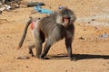 The monkey in Asir region, Saudi Arabia