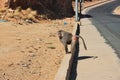 The monkey in Asir region, Saudi Arabia