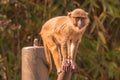 Monkey atop a steel pole Royalty Free Stock Photo