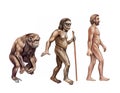 Monkey, australopithecus and homo sapiens