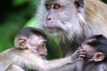 Monkey babies and mother Royalty Free Stock Photo