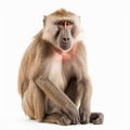 Monkey baboon close-up isolated on white