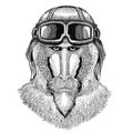 Monkey, baboon, dog-ape, ape wearing leather helmet Aviator, biker, motorcycle Hand drawn illustration for tattoo