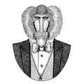 Monkey, baboon, dog-ape, apeHipster animal Hand drawn illustration for tattoo, emblem, badge, logo, patch, t-shirt