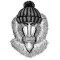 Monkey, baboon, dog-ape, ape Cool animal wearing knitted winter hat. Warm headdress beanie Christmas cap for tattoo, t