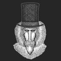 Monkey, baboon, dog-ape, ape Top hat, cylinder. Hipster animal, gentleman. Classic headdress. Print for children t-shirt