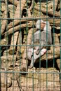 Monkey baboon sitting in the cage of zoo