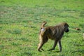 Monkey - baboon walking in the savannah, Kenya Royalty Free Stock Photo