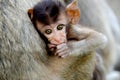 Monkey baby