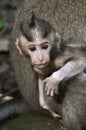 Monkey baby. Bali, Indonesia. Royalty Free Stock Photo