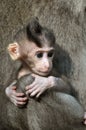 Monkey baby. Bali, Indonesia. Royalty Free Stock Photo