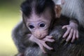 Monkey baby biting hand Royalty Free Stock Photo