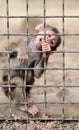 Monkey baby in cage Royalty Free Stock Photo
