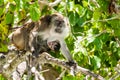 Monkey baby drinking milk from mother