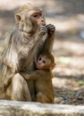 Monkey baby feeding, Dhikala, Jim Corbett National Park, Nainital, Uttarakhand, India Royalty Free Stock Photo