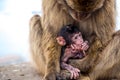 Monkey with baby on the Gibraltar rock