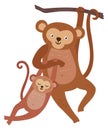 Monkey with baby hanging from tree. Cute jungle animals Royalty Free Stock Photo