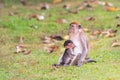 Monkey with baby