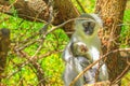 Monkey with baby