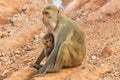 monkey and baby monkey staring at tourists