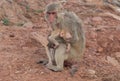 Monkey and baby monkey staring at tourists