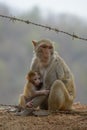 Monkey and baby near Mt Popa, Burma