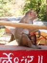 Monkey and baby sitting in plase of Marleshwar Royalty Free Stock Photo