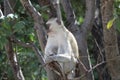 Monkey baby sitting on the tree in the forest Royalty Free Stock Photo