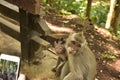 Monkey baby tired of begging. Monkey Forest, Ubud, Bali. Royalty Free Stock Photo