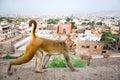 Monkey on a background of the Jaipur, Galta Temple in India.