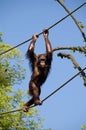 Monkey balancing on ropes