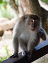 Monkey at Balcony