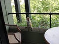 A monkey on the balcony