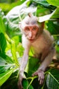 Monkey Royalty Free Stock Photo