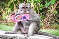 A monkey on Bali, playing with a stolen pink flip-flop